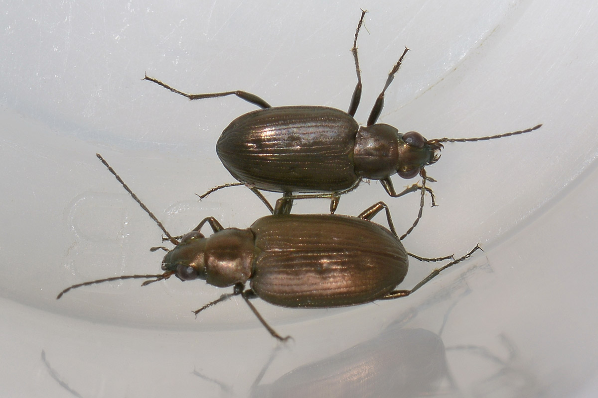 Bembidion (Odontium) foraminosum - Carabidae